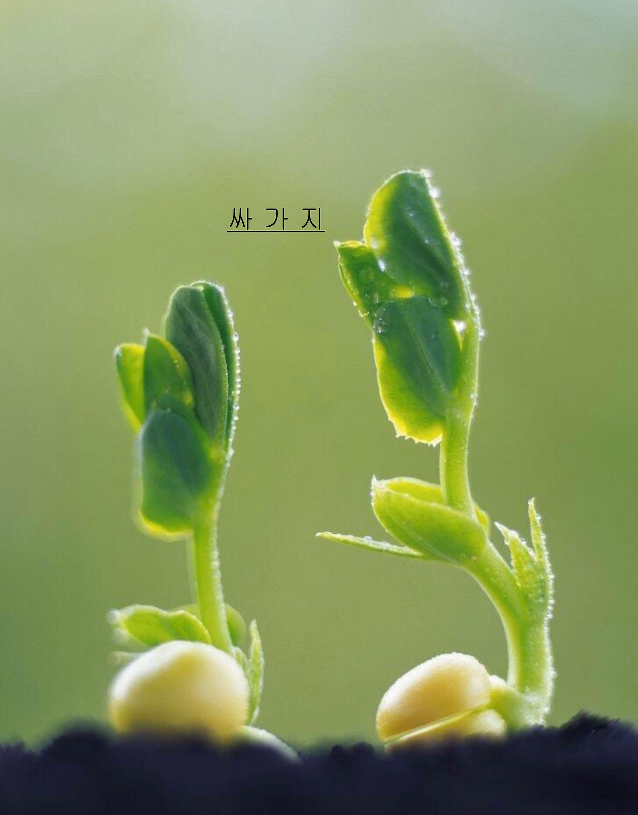 싸가지엔 이미지