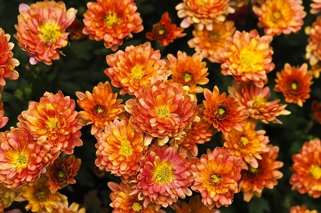 산유화 이미지