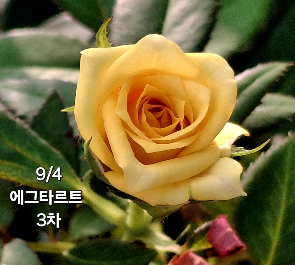 봉숭아 이미지
