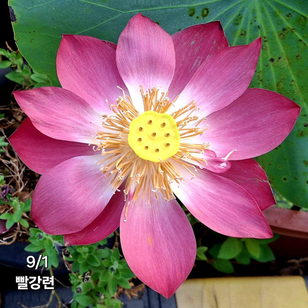 빨강 이미지