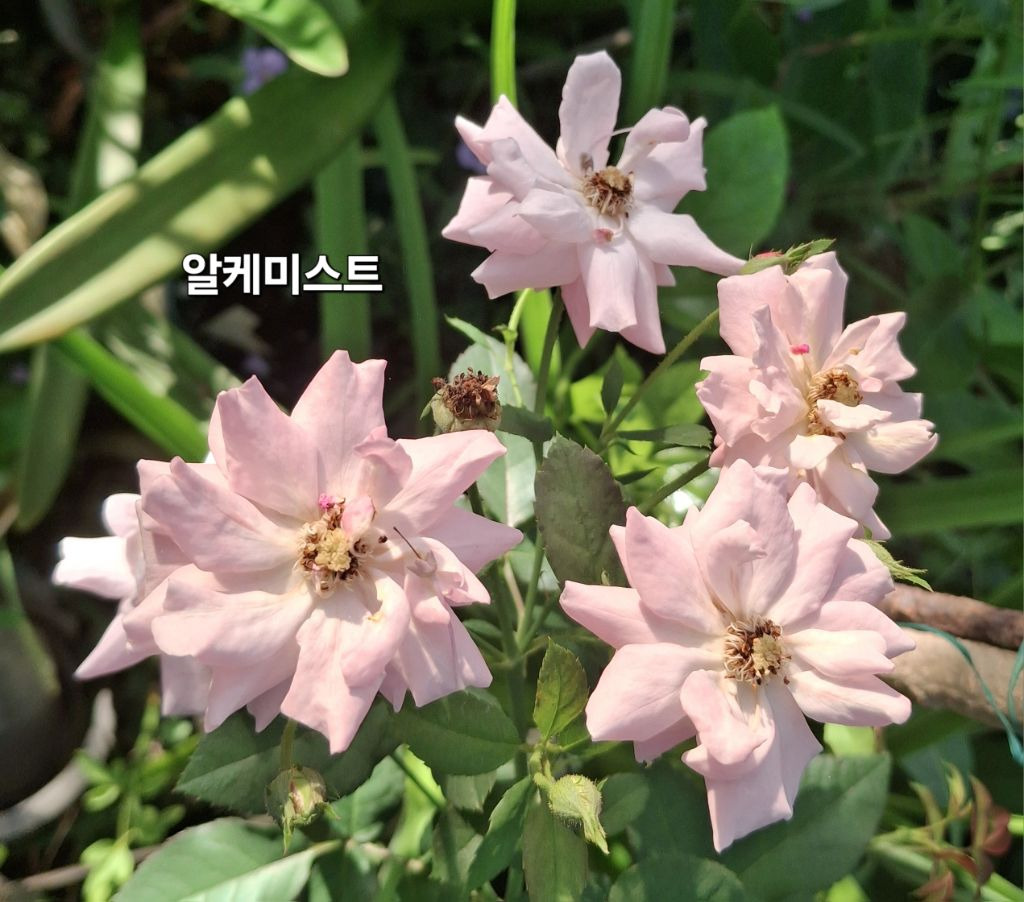 알케미스트 이미지