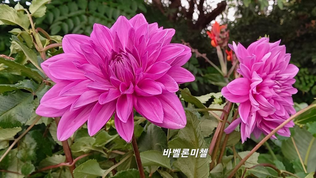 다알리아 이미지