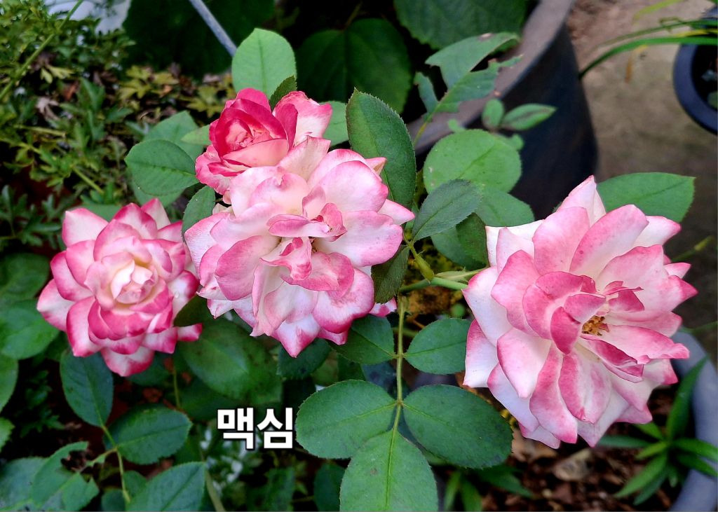 봉숭아 이미지
