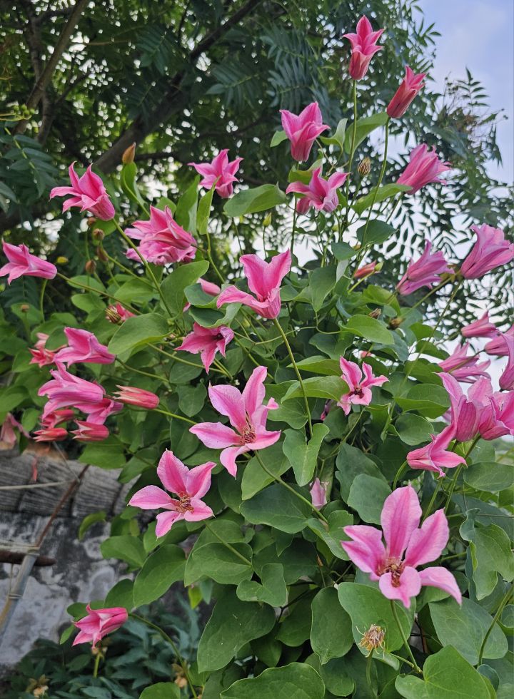꽃피는뜰 이미지