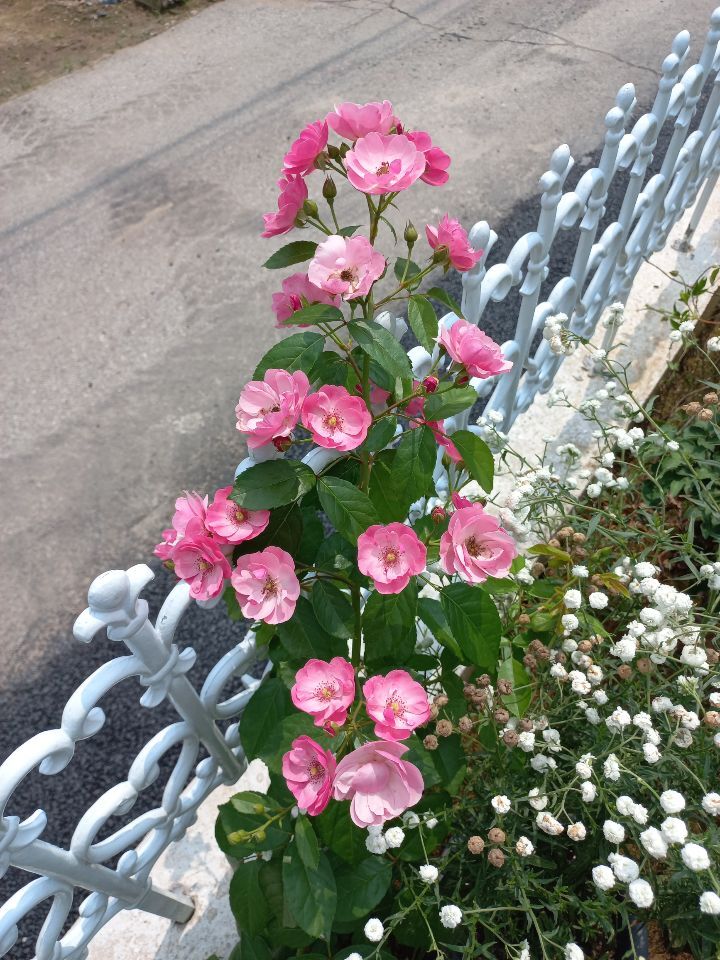 꽃집사 이미지
