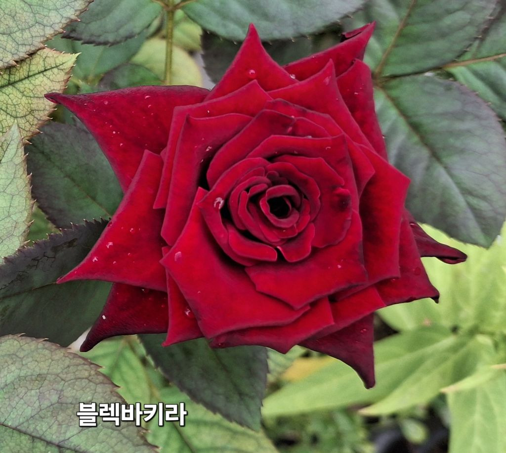 봉숭아 이미지