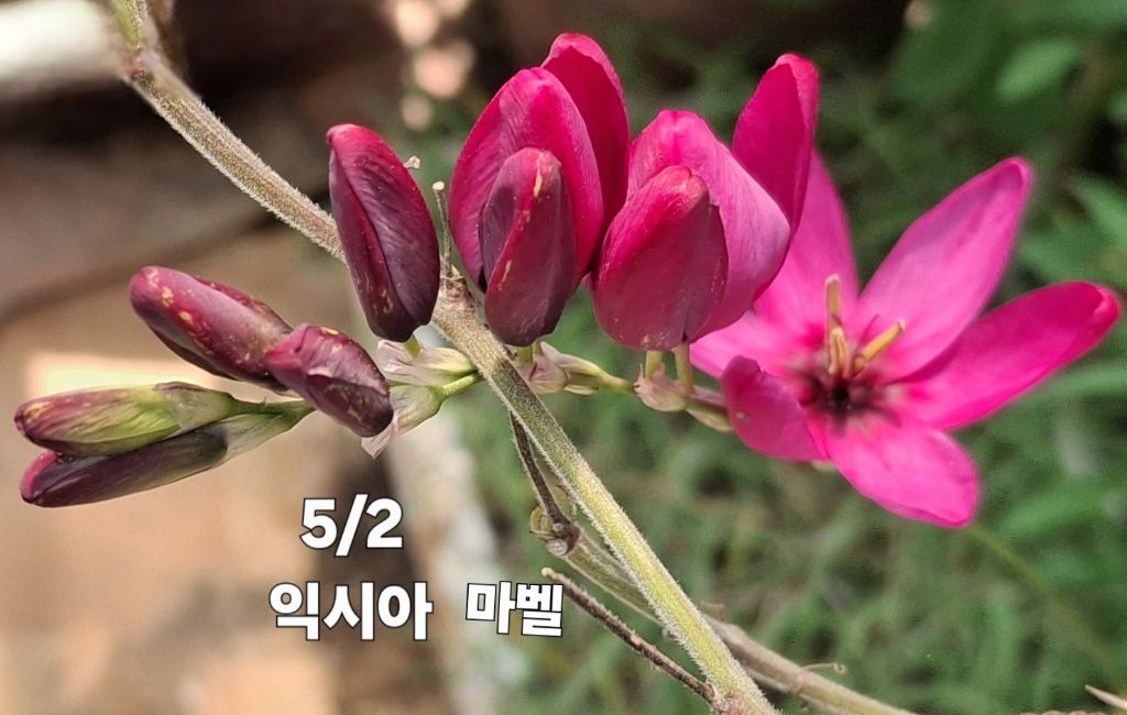 마벨 이미지