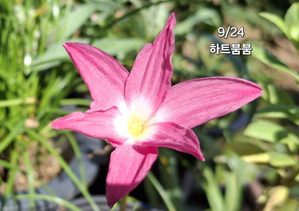 붐붐 이미지