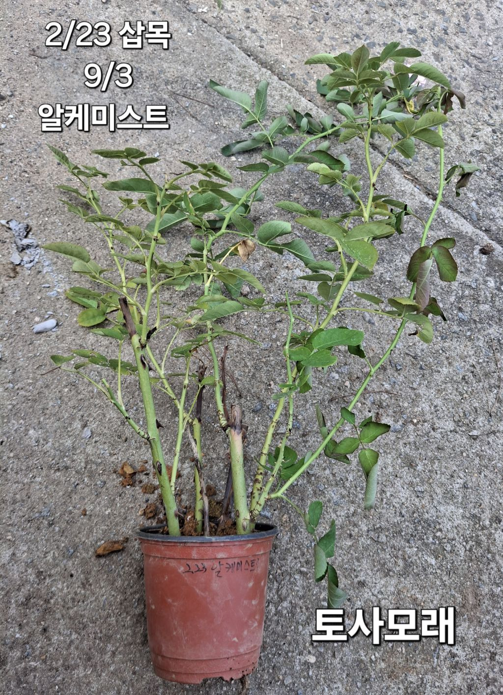 알케미스트 이미지