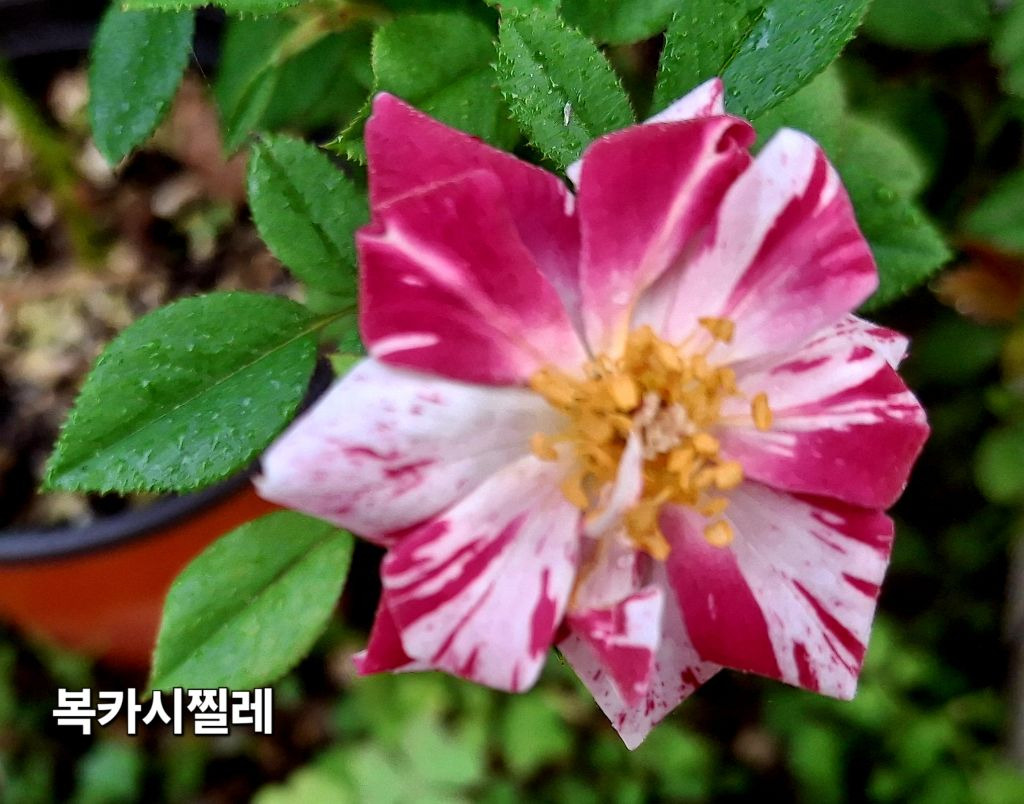봉숭아 이미지