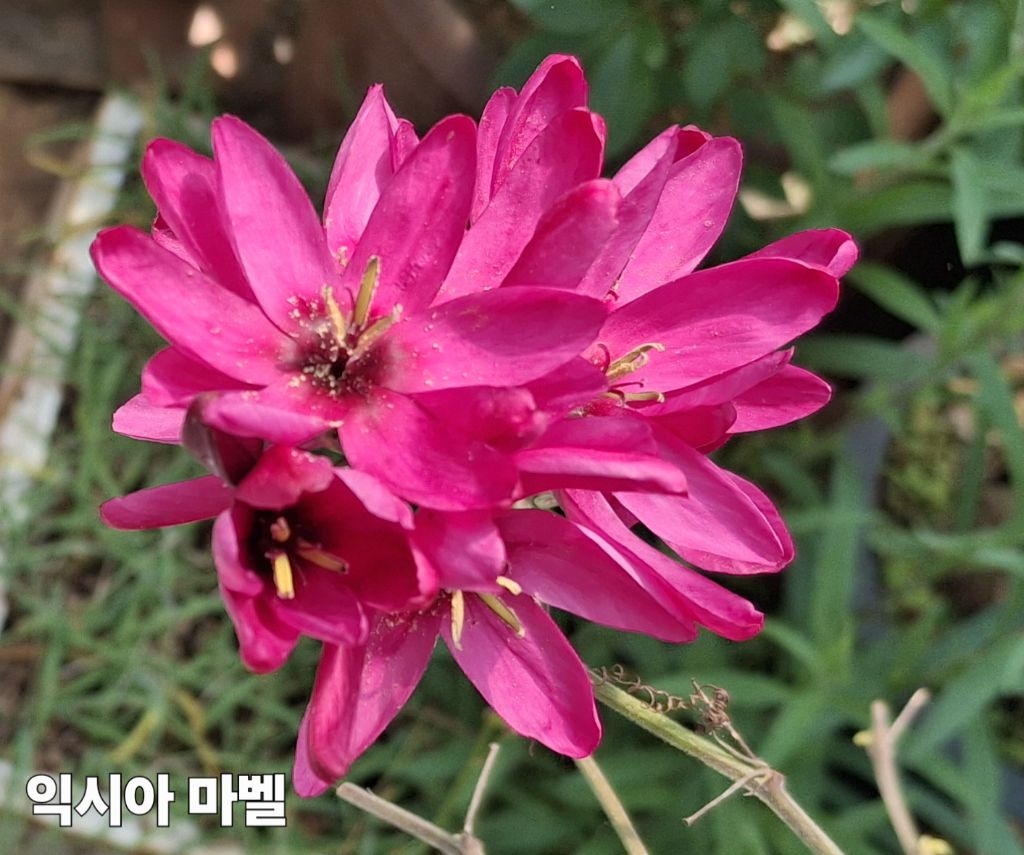 마벨 이미지