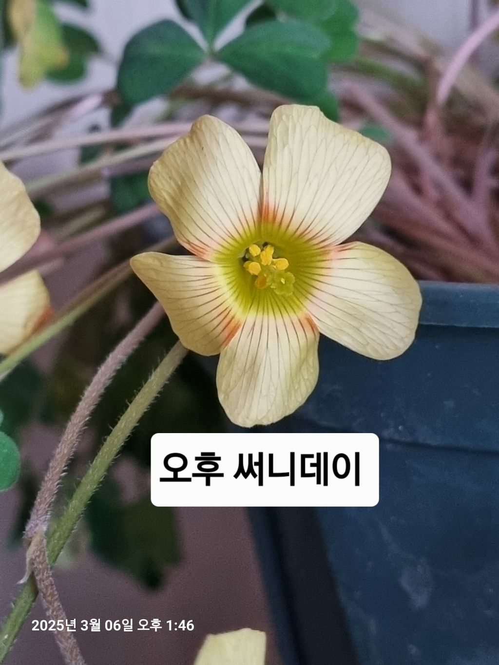 써니데이(Sunny Day) 이미지