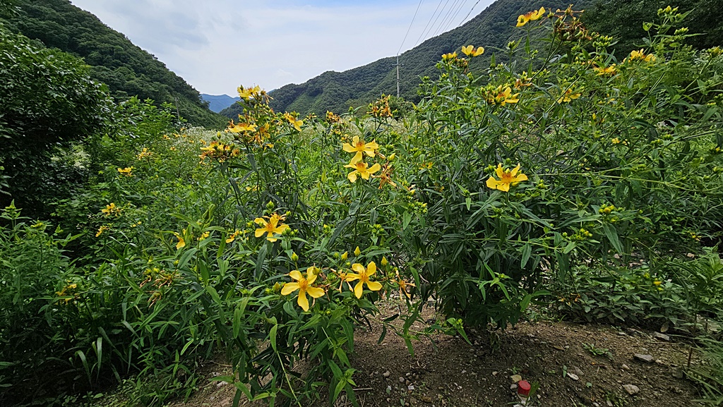 물레 이미지