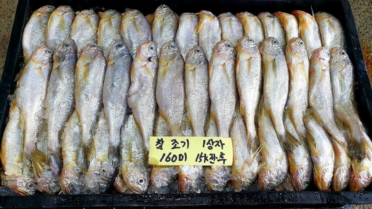 [ 참조기 ] 맛있는 참조기 입고되었습니다~ - 오늘의 판매생선 - 목포유진수산(생선카페) 목포유진수산(생선카페)