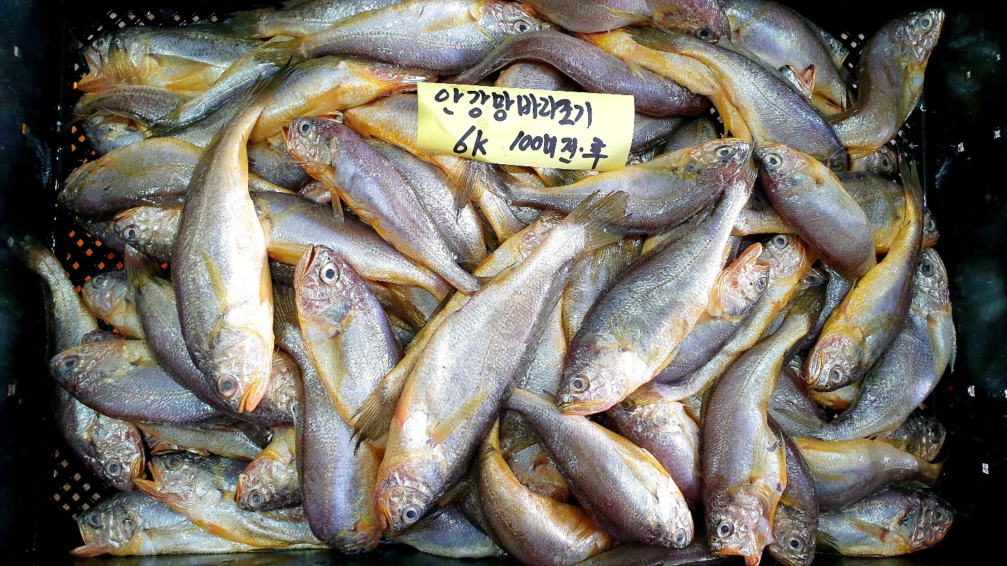 [10월13일] 바라조기,병어(30,40),나막스,생물고등어,국산홍어,활전복,자반고등어,참굴비 - 오늘의 판매생선 - 목포유진수산(생선카페)... 