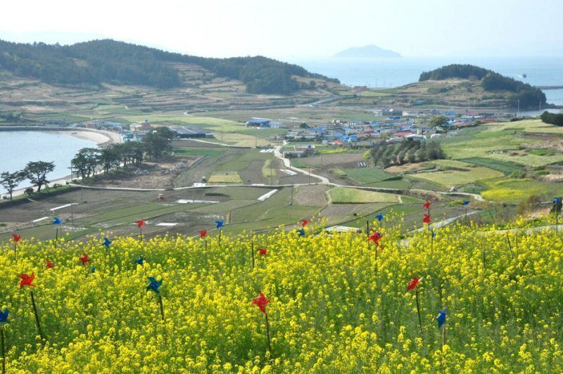 4월11~12일[토요무박] 완도 청산도 -- 봄의 왈츠, 슬로우시티... [토요무박] 완도 청산도 -- 봄의 왈츠, 슬로우시티=＞유채꽃축제