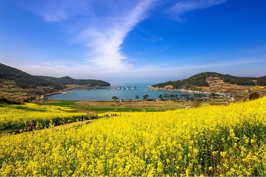 [무박] 완도 청산도 -- 봄의 왈츠, 슬로우시티=＞금요무박, 토요무박 - 청산도 유채꽃, 청보리밭 [2~3] - 서울피닉스산악회 [무박] 완도 청산도... 