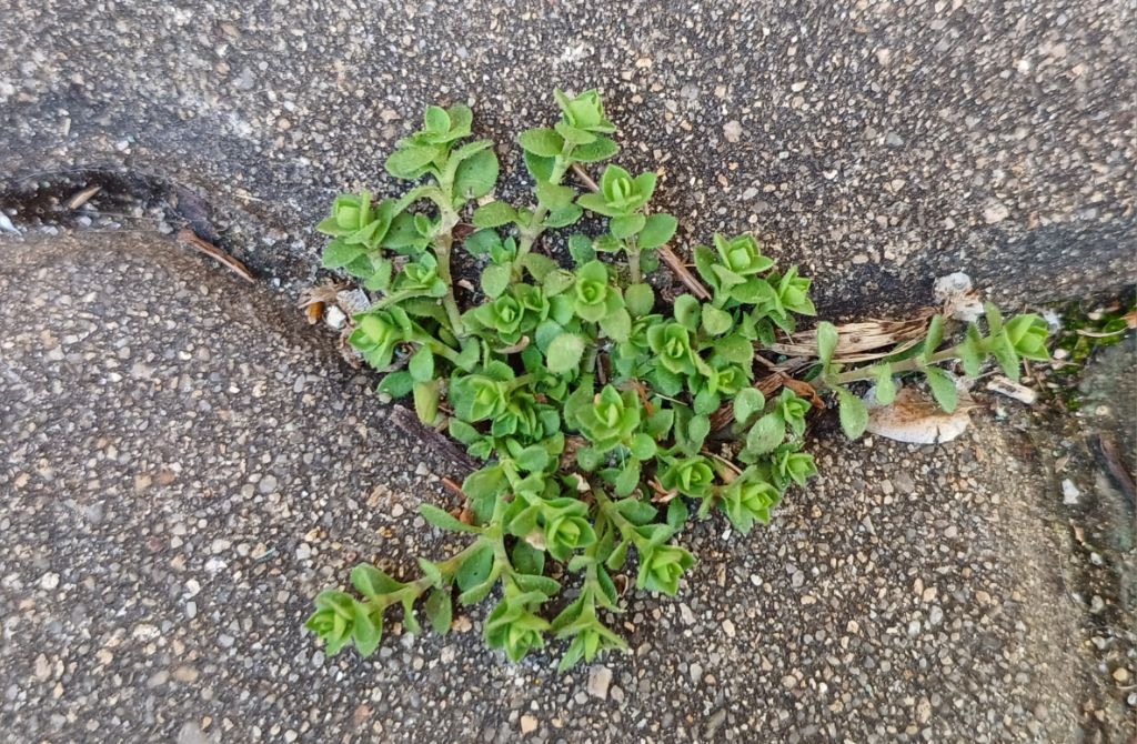 국수댕이 이미지