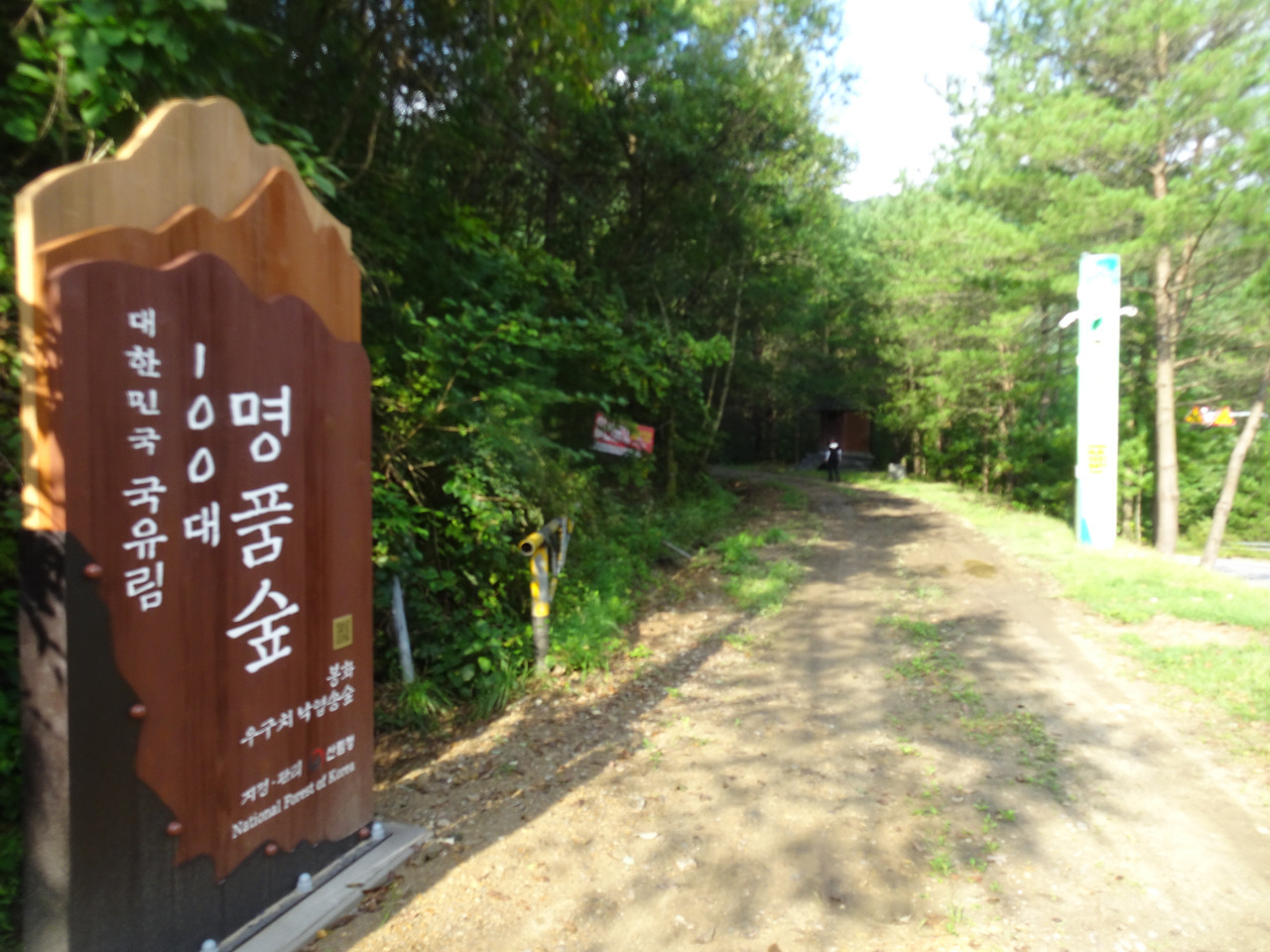 낙엽송숲 이미지