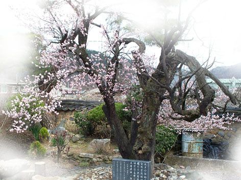 천지농원 이미지