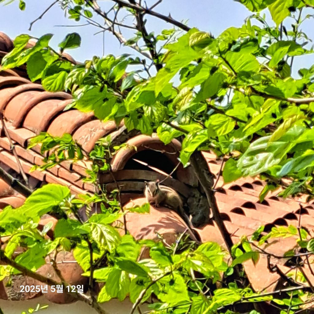 용마루 이미지
