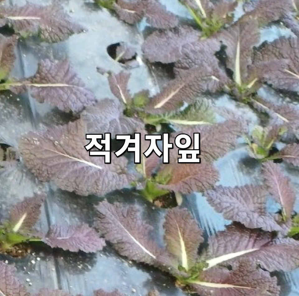 공오이이 이미지