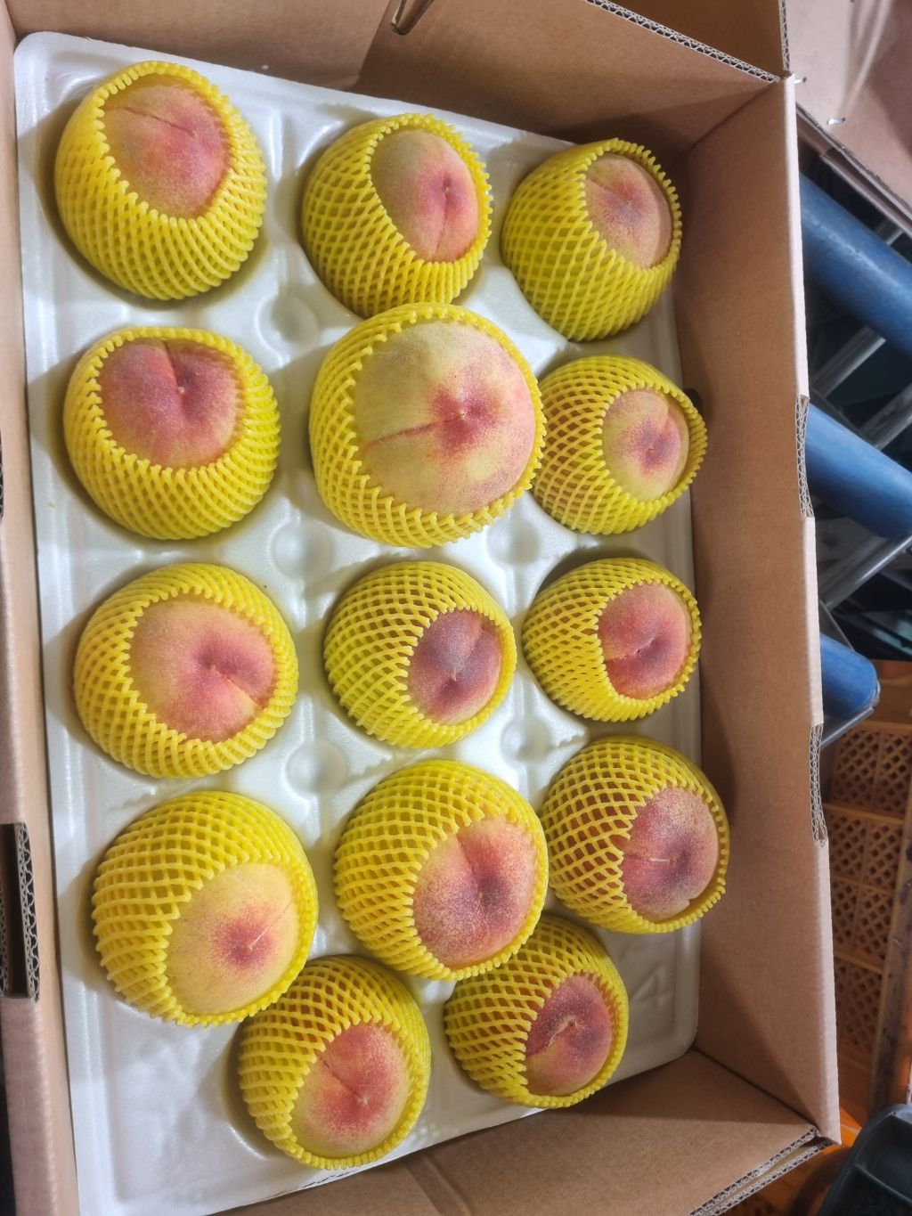 정도그린 이미지