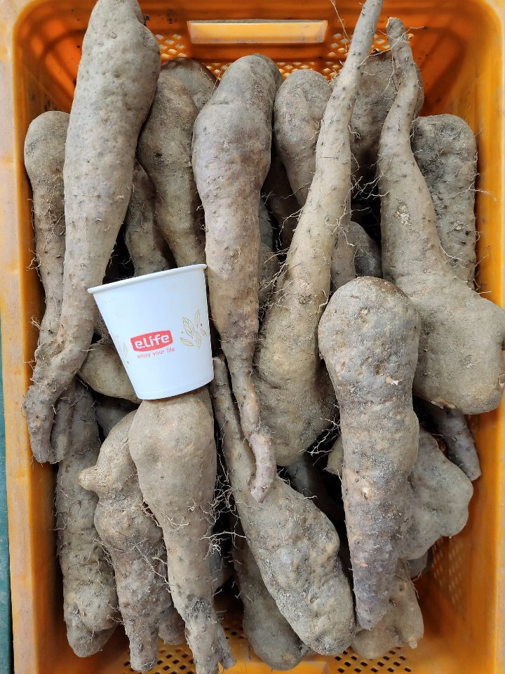 [안동특산품] 꾸준히 드시면 위장에 좋아요/ 산마, 애플마, 장마, 마씨앗 판매 :: 안동 아정농원(010-3824-5938)