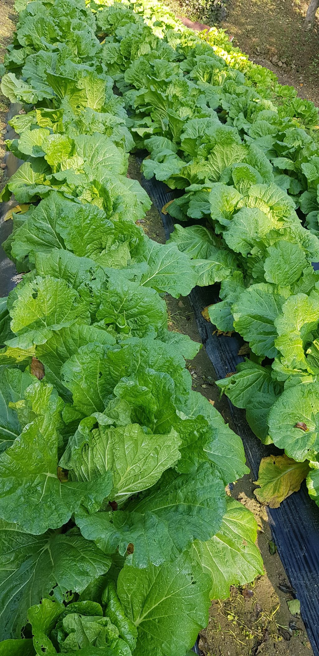 산골마트 이미지