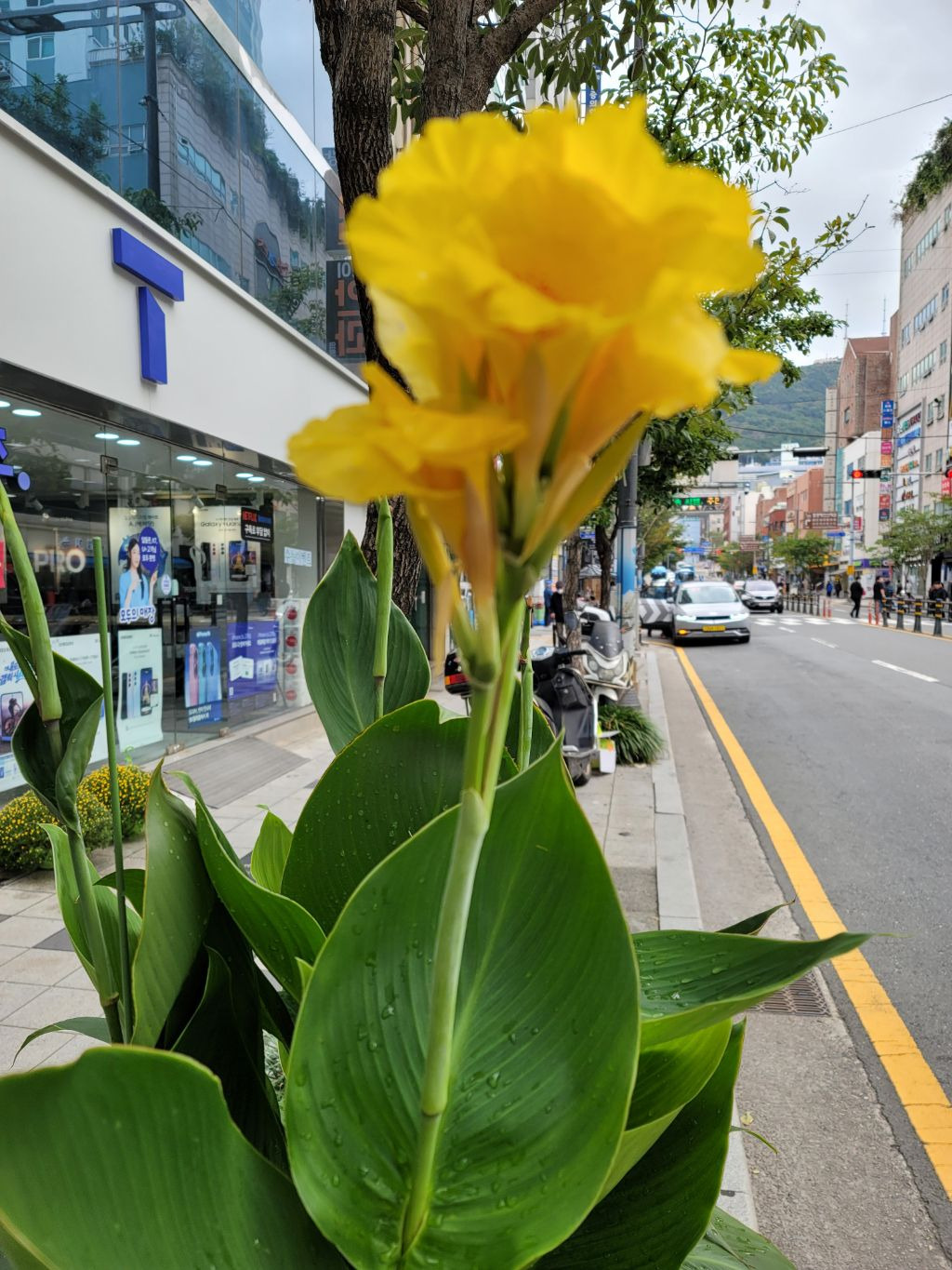 이뿌지요 이미지