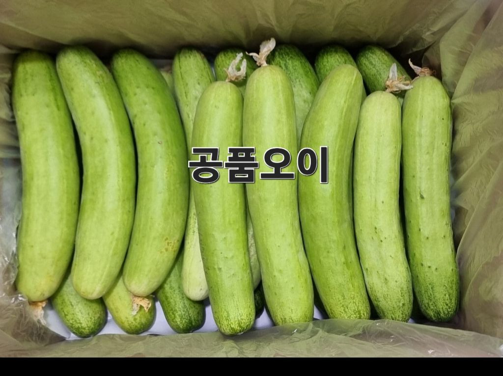 공오이이 이미지