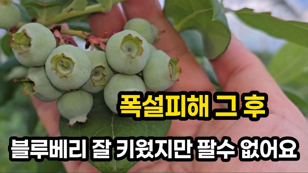 행복한블루베리 이미지