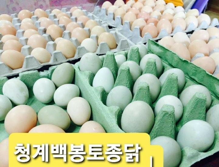 백봉오골계법인 이미지