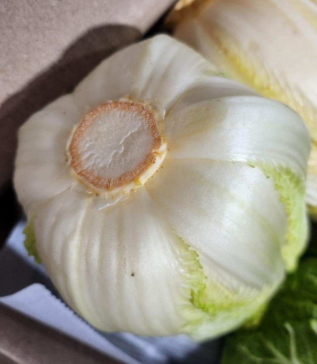 알배기 이미지