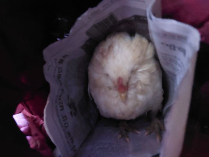꼬꼬야 이미지