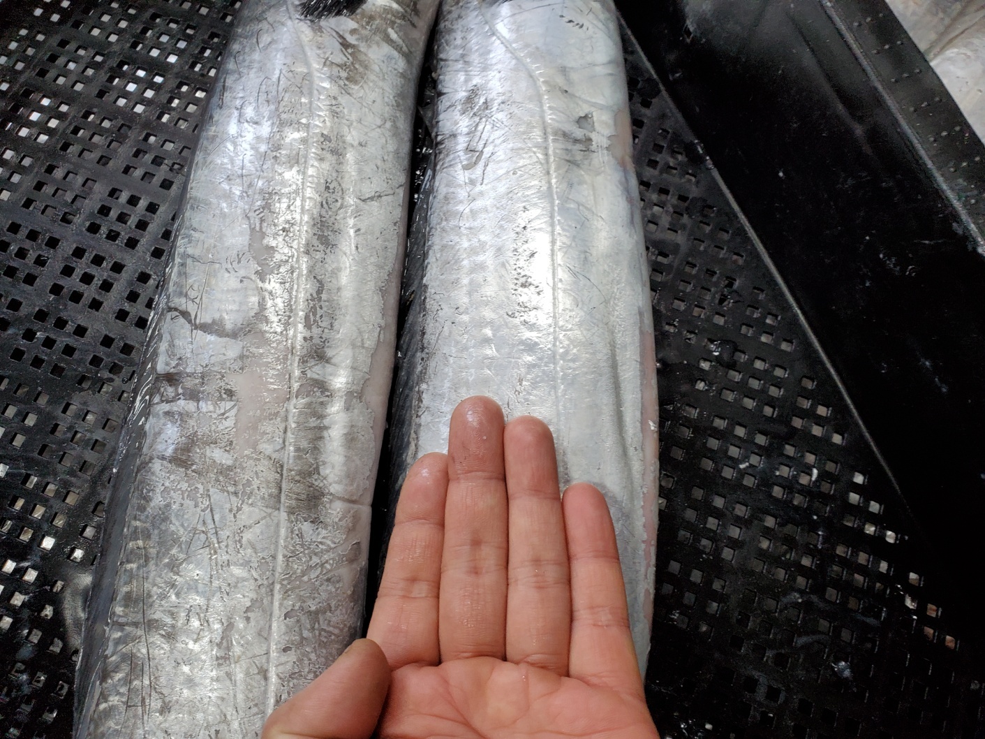 大곱창 이미지