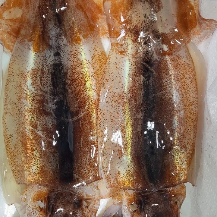 산오징어바다 이미지