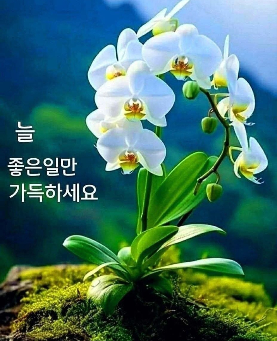 도*환 이미지