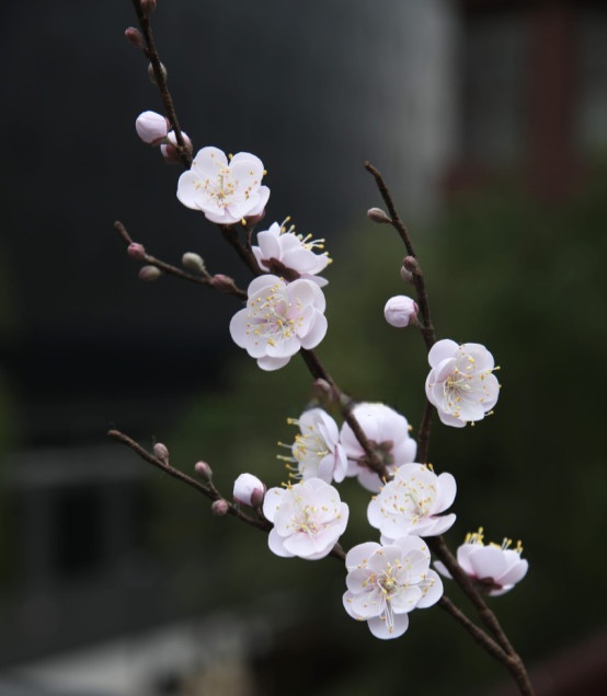 시샘달 이미지