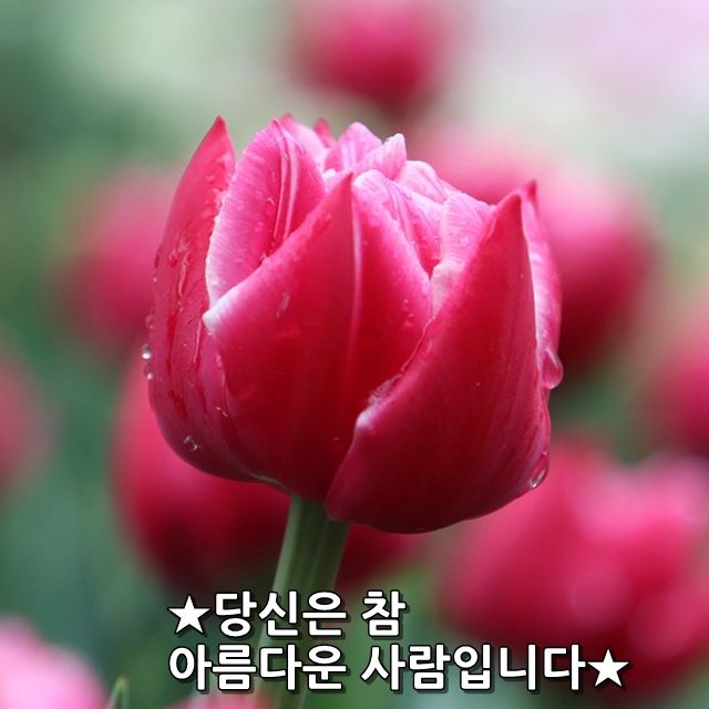 꽃향기 이미지