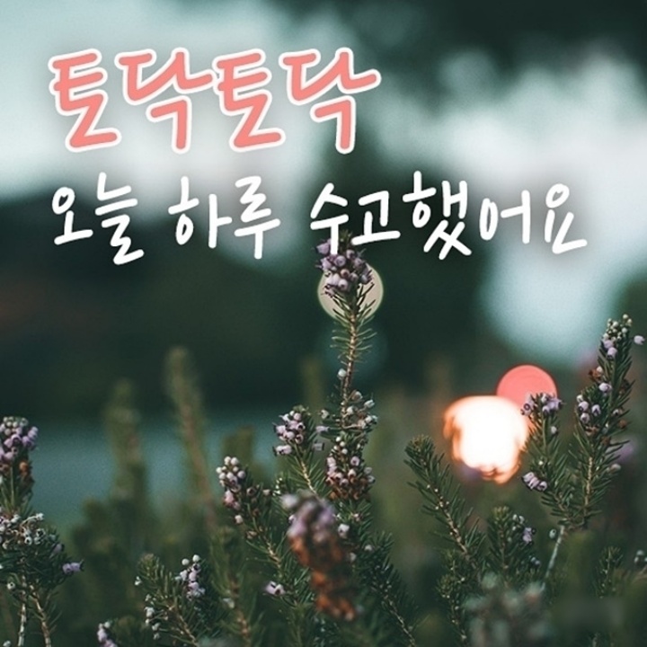 Daum 카페