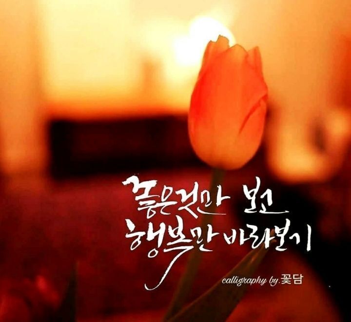 Daum 카페