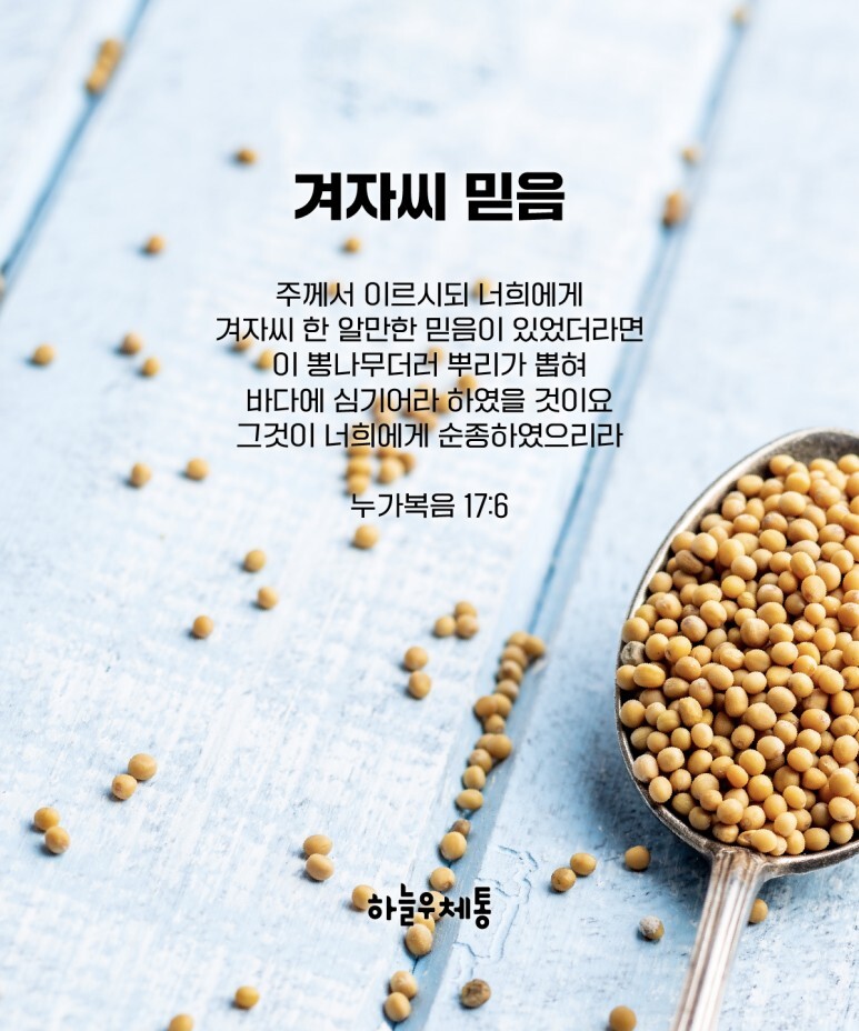 Daum 카페