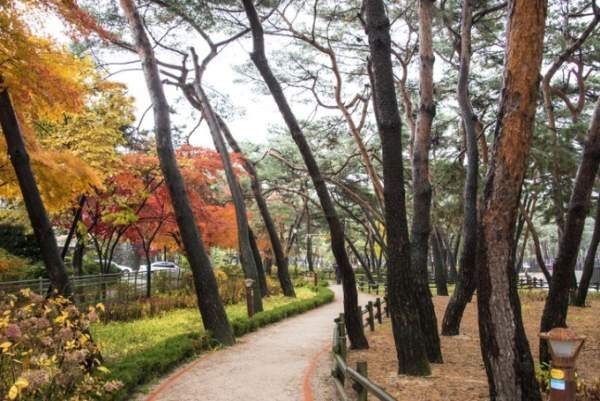 활엽수 이미지