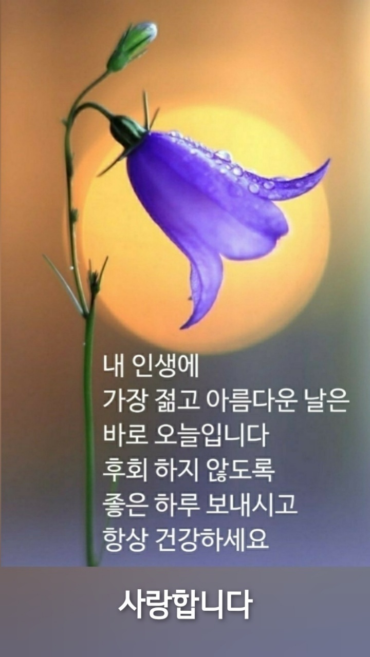다시;봄김밥 이미지