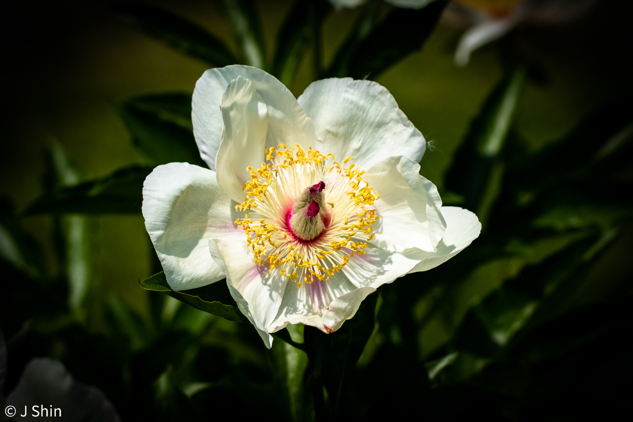 peony 이미지