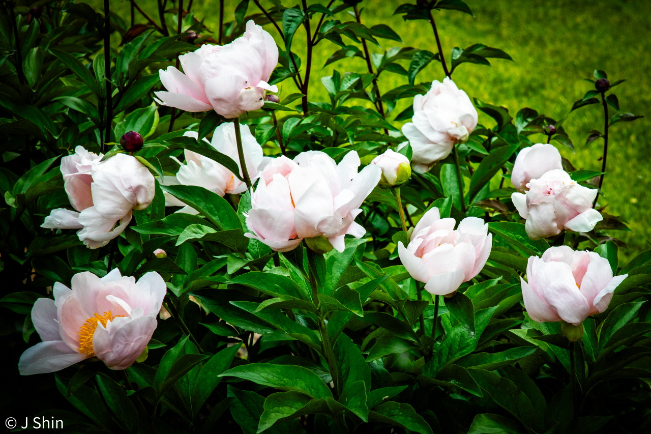 peony 이미지