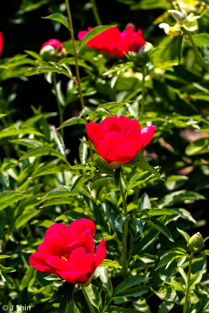 peony 이미지