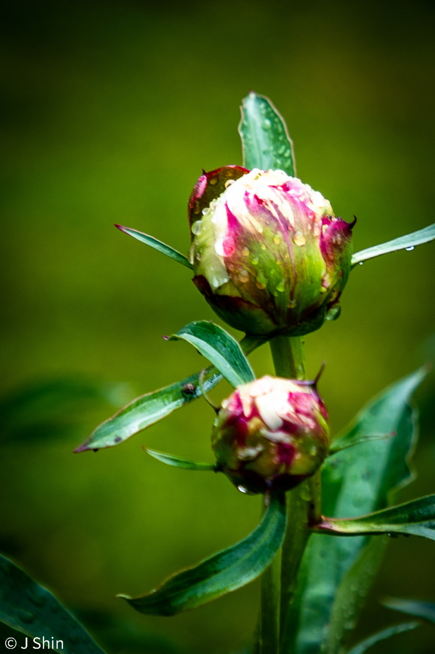 peony 이미지