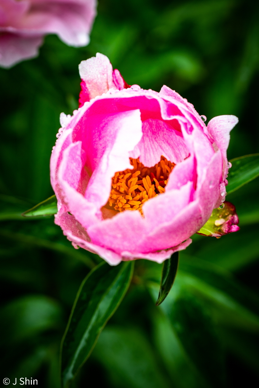 peony 이미지